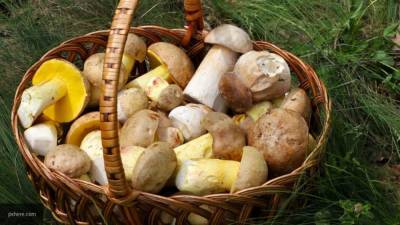 Миколог Калинина рассказала петербуржцам, где больше всего растет грибов