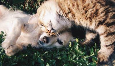 Около 4% итальянских кошек и собак имеют в крови антитела к коронавирусу