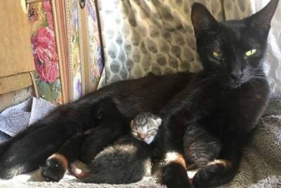 Бродячая кошка напросилась домой к женщине среди ночи и родила котят