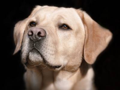 Подтверждена способность собак вынюхивать коронавирус