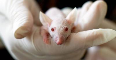 В России вывели трансгенных мышей, восприимчивых к COVID-19