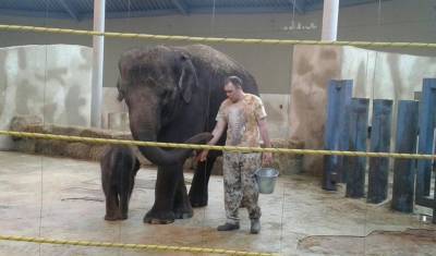 Знаменитости попросили главу Ростовской области вернуть проданного в цирк слоненка