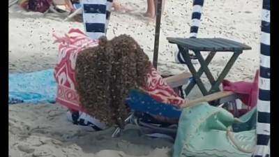 «Просто жуть»: На видео тысячи пчел летают по пляжу в Нью-Джерси