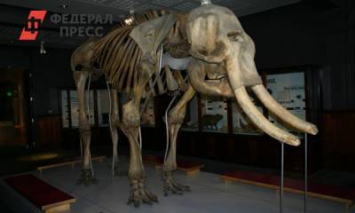 В России нашли полностью сохранившегося мамонта