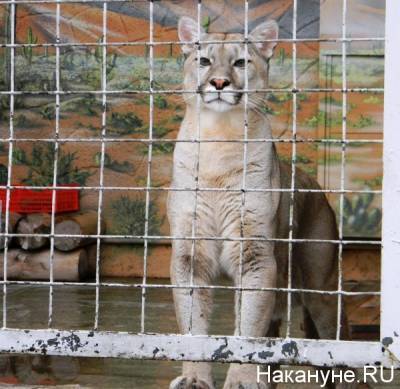 Зоопарк Екатеринбурга открывается после "коронавирусного" простоя