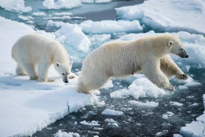 Белым медведям в Арктике предсказали вымирание через 20 лет