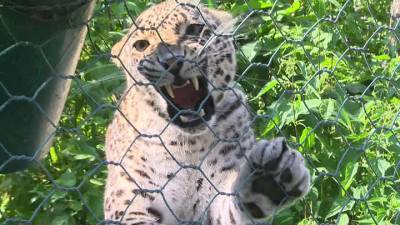 Сразу пятерых сочинских леопардов выпустят на волю