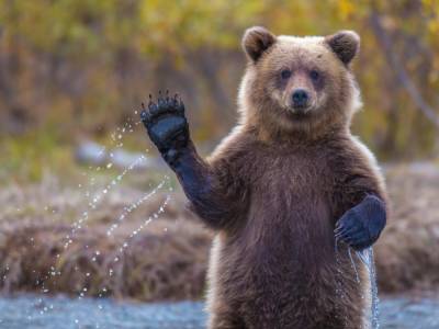 «Добрался до лакомства»: Медведя засняли на видео во время кражи меда у диких пчел