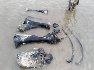 В Западной Сибири нашли отлично сохранившийся скелет мамонта