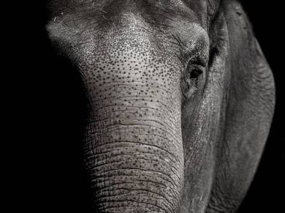 В петербургском цирке рассказали, что угнетает слонов в период пандемии