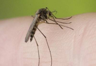 Ученые раскрыли причину появления комаров, нацеленных на человека