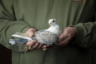 Ученые нашли останки гигантского голубя: Как выглядела птица