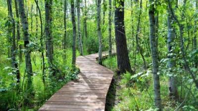 В августе откроют обновлённую экотропу "Сестрорецкое болото"