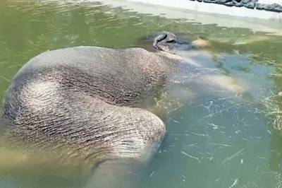 В зоопарке США слон уснул под водой: видео