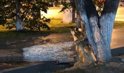 На тюменку и ее внучку упало дерево в центре города