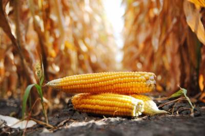 В Кировоградской области депутат горсовета растратил более десятка тысяч тонн кукурузного зерна