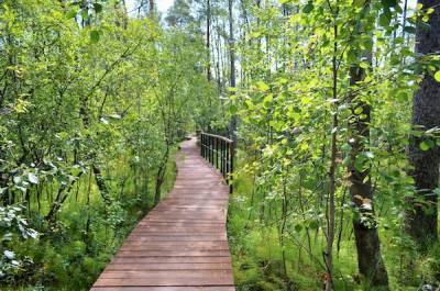 Новый участок экотропы «Сестрорецкое болото» откроют в августе