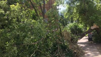 Глас народа | На ул. Луначарского в Пензе упавшее дерево стало «воротами»