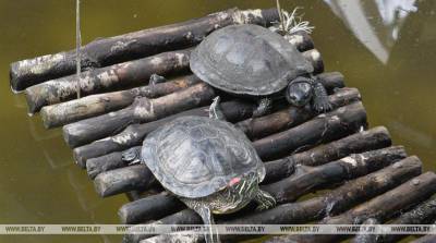 В Индии обнаружили необычную желтую черепаху - видео