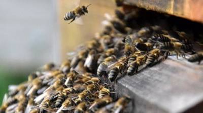 Тысячи пчел заполонили пляж в США - видео