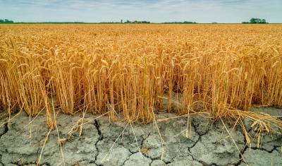 В Челябинской области ввели ЧС из-за засухи