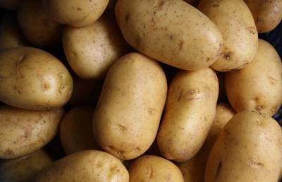 Вводится новый порядок ввоза картофеля из Нидерландов