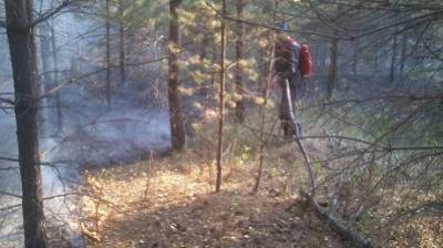 В Кузнецком районе потушили лесной пожар