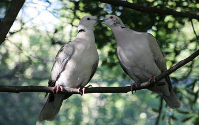 Почему вымерли гигантские голуби? Зоологи выяснили