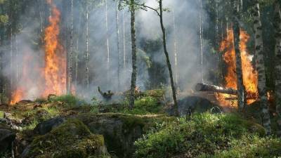 В Нижегородской области планируют увеличить число камер видеонаблюдения для видеомониторинга лесного фонда