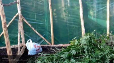 Полицейские завели уголовное дело против калининградца, устроившего "конопляный сад"