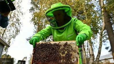 Массовая гибель пчел выявлена сразу в трех районах Кемеровской области