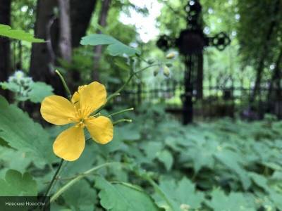 Органы местного самоуправления Подмосковья до конца года благоустроят более 50 кладбищ