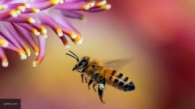 Эксперты выявили массовую гибель пчел в трех районах Кузбасса