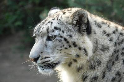 В Татарстане планируют открыть центр по изучению редких видов диких кошек