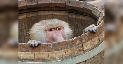 Сбежавшие из зоопарка обезьяны устроили переполох в Одессе (видео)