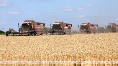 Уборка зерновых в Беларуси может быть завершена за 22 погожих дня - Крупко