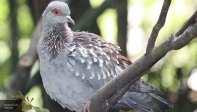 На островах Тонга обнаружили останки вымершего голубя-гиганта