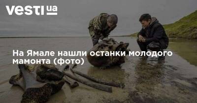 На Ямале нашли останки молодого мамонта (фото)