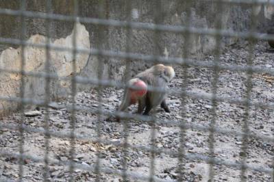 В Одессе спасатели два часа ловили сбежавших из зоопарка обезьян: видео