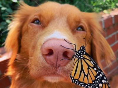 Пользователей Сети покорил пес, который дружит с бабочками-монархами (ФОТО)