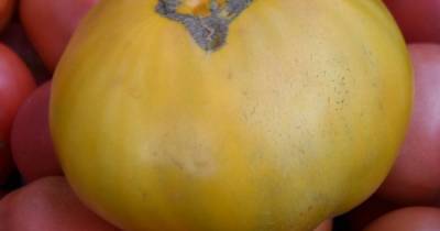 В тепличном хозяйстве под Зеленоградском вырастили помидор весом более полукилограмма (фото)