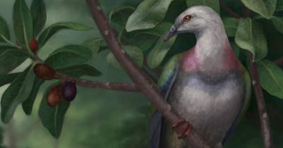 На островах Тонга ученые нашли останки гигантского вымершего голубя