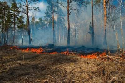 В Оренбургской области продолжаются лесные пожары