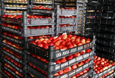 Леван Давиташвили - Экспорт персиков и нектаринов из Грузии увеличился на 45% - newsgeorgia.ge - Россия - Украина - Армения - Казахстан - Молдавия - Грузия - Словения - Азербайджан - Сингапур