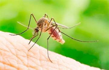 Ученые объяснили особенную любовь комаров к людям