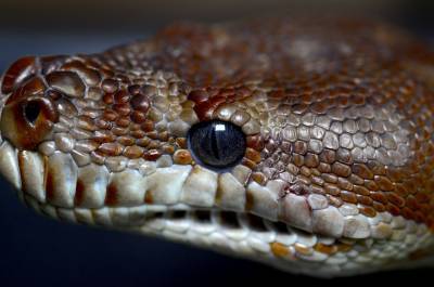 Эксперты «Мосприроды» объяснили, что делать при встрече со змеей