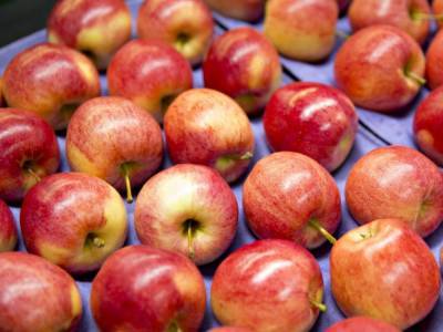 В Украине осенью рекордно подешевеют яблоки - эксперт