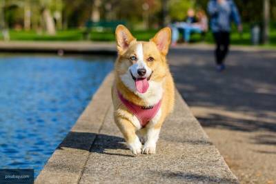Подтверждена способность собак по запаху определять коронавирус
