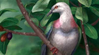 На островах Тонга в Тихом океане найдены останки древнего гигантского голубя