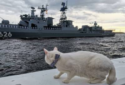 Кот Ахилл проверил готовность Петербурга ко Дню ВМФ